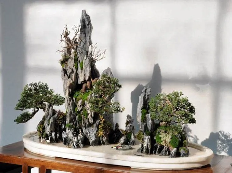 bonsai su roccia