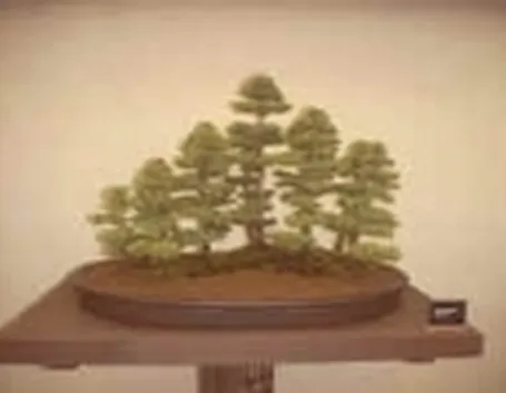 bonsai zattera
