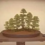 bonsai zattera