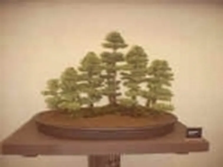 bonsai zattera