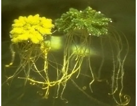 Azolla pianta