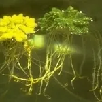 Azolla pianta