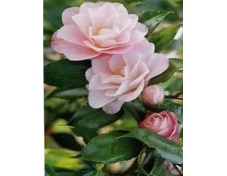 rosa calcio