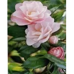 rosa calcio