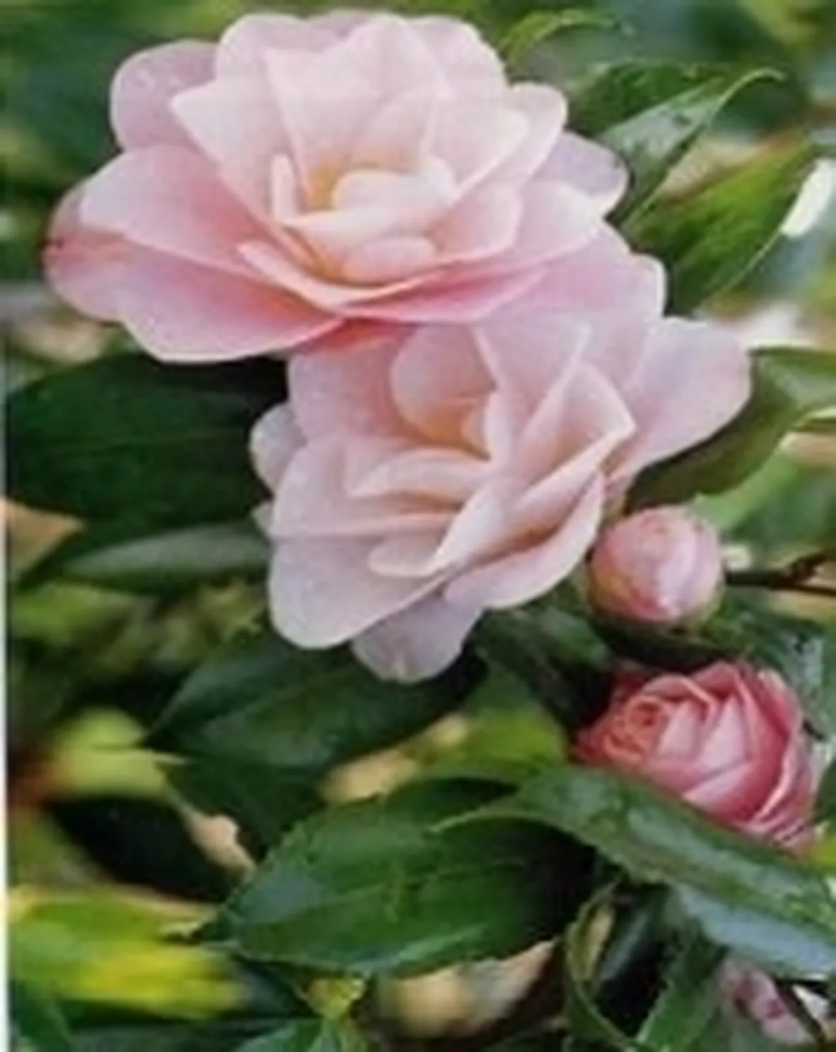 rosa calcio
