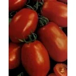 fosforo pomodori