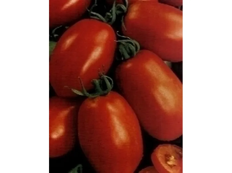 fosforo pomodori
