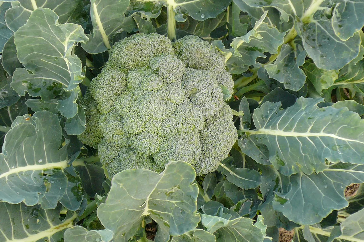potassio elementi naturali