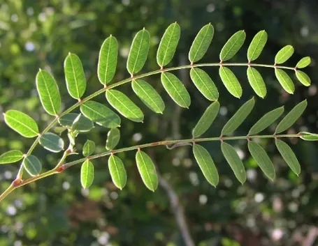 foglia imparipennata