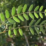 foglia imparipennata