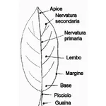 la foglia