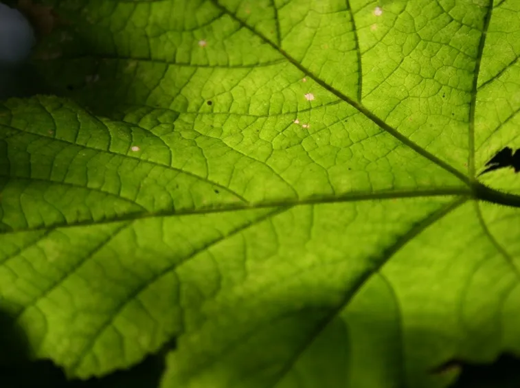 nervatura fogliare