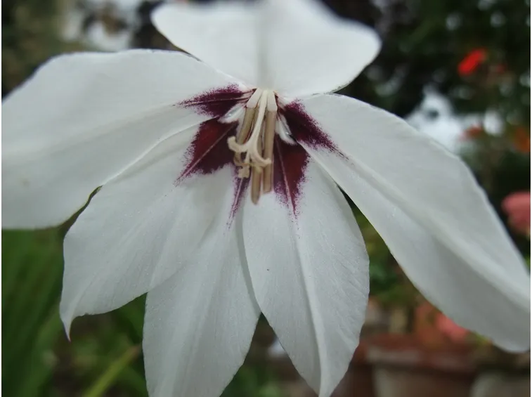 acidanthera