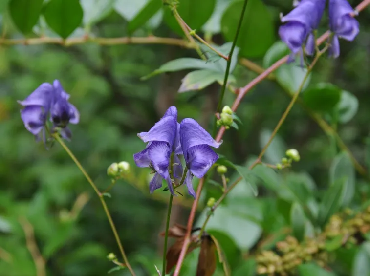 aconitum uncinatum