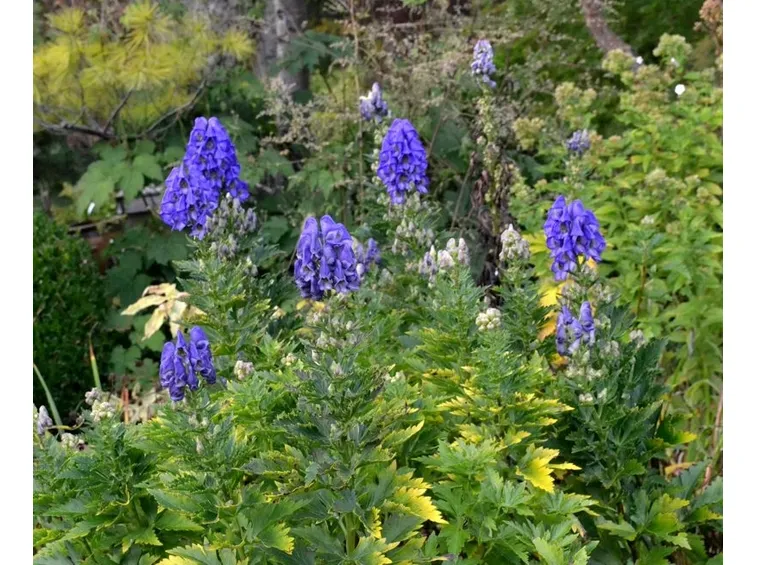 aconitum 2