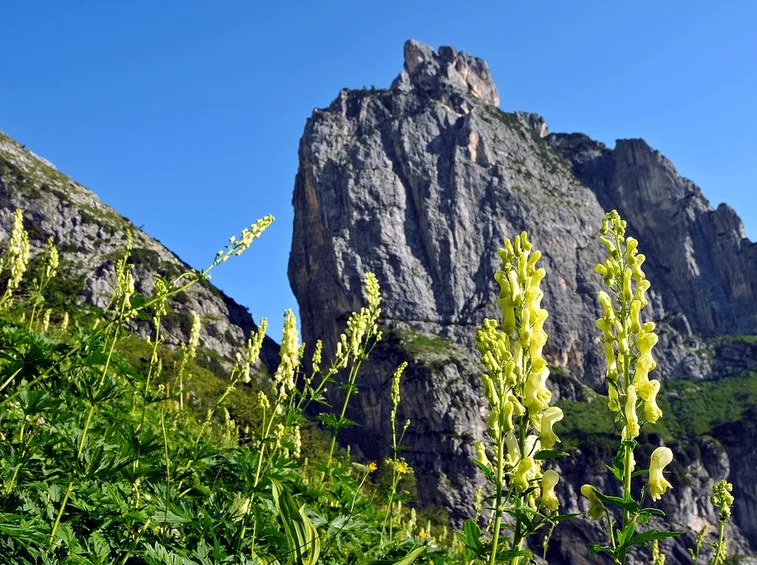 aconitum vulparia