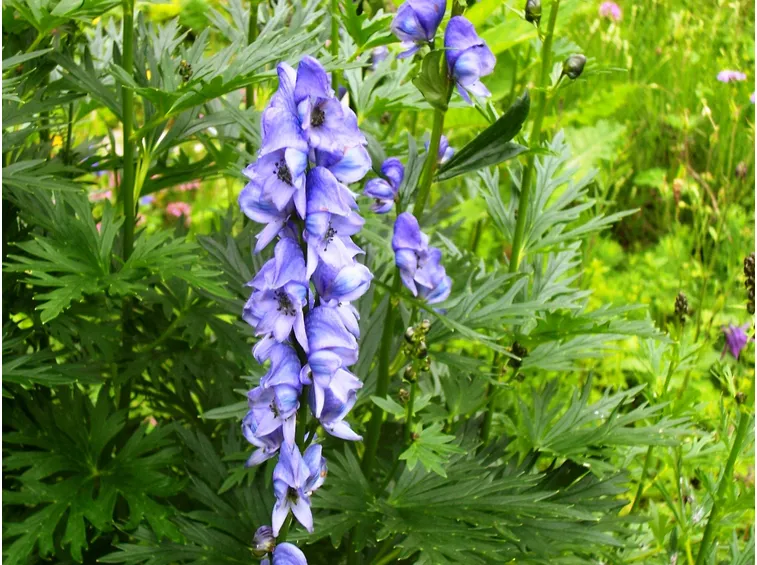 aconitum 1