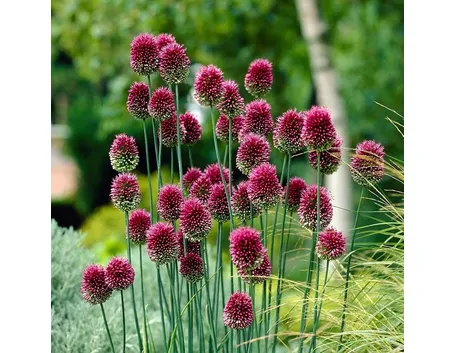 allium 