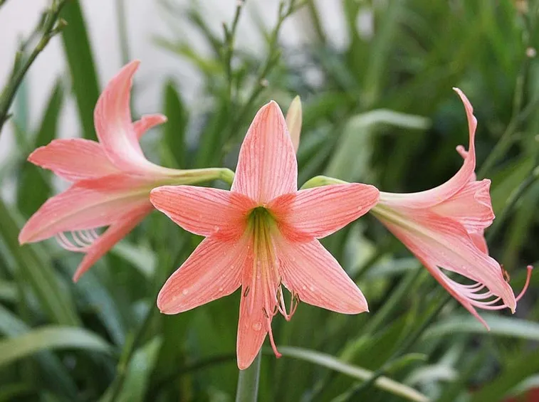 Hippeastrum roseum