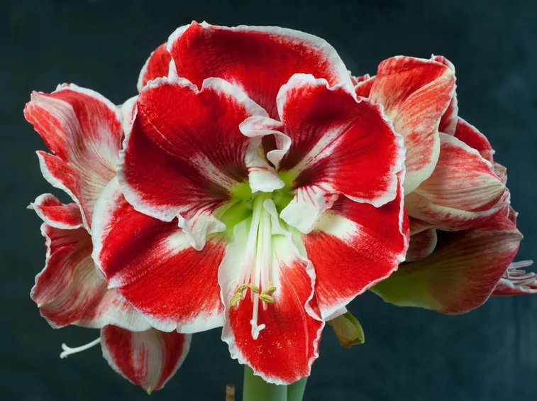 Hippeastrum 