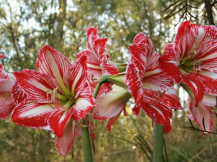 Amarillis  