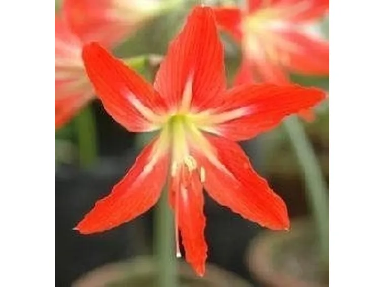Hippeastrum gracilis