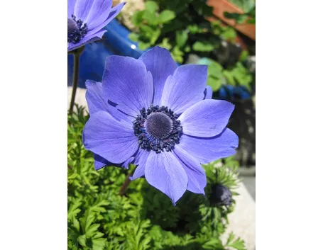 Anemone blanda 