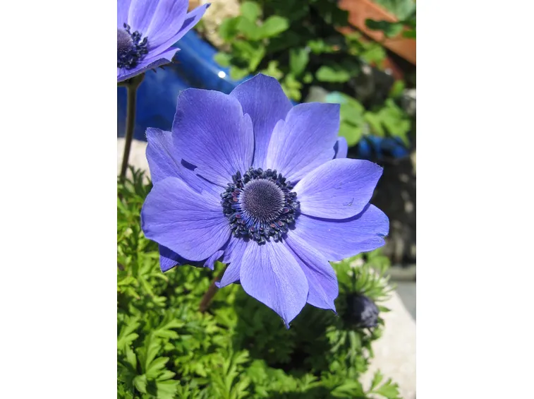 Anemone blanda 
