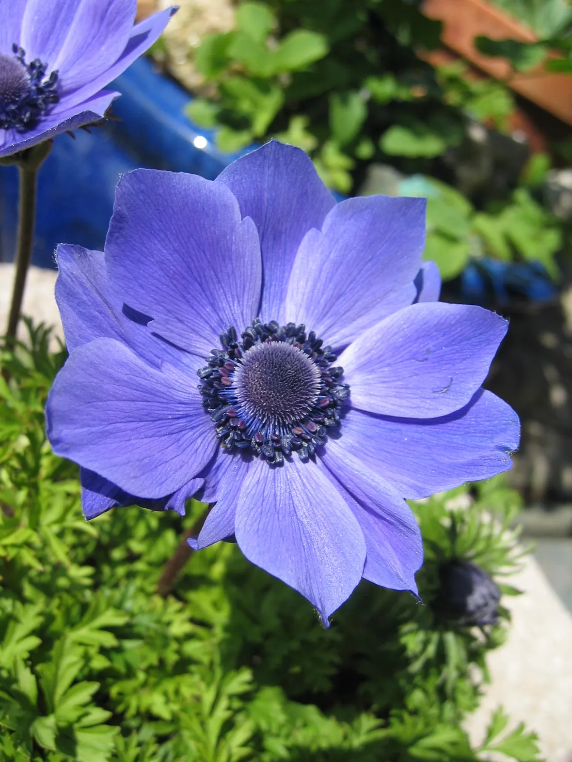 Anemone blanda 