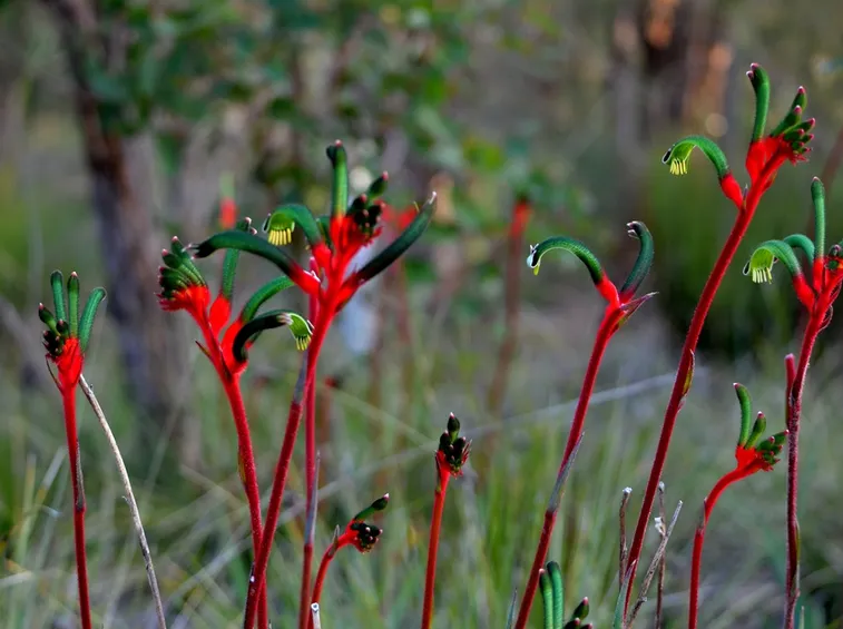 Anigozanthos 