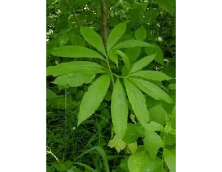 Arisaema 