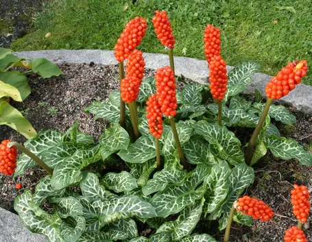 Arum 