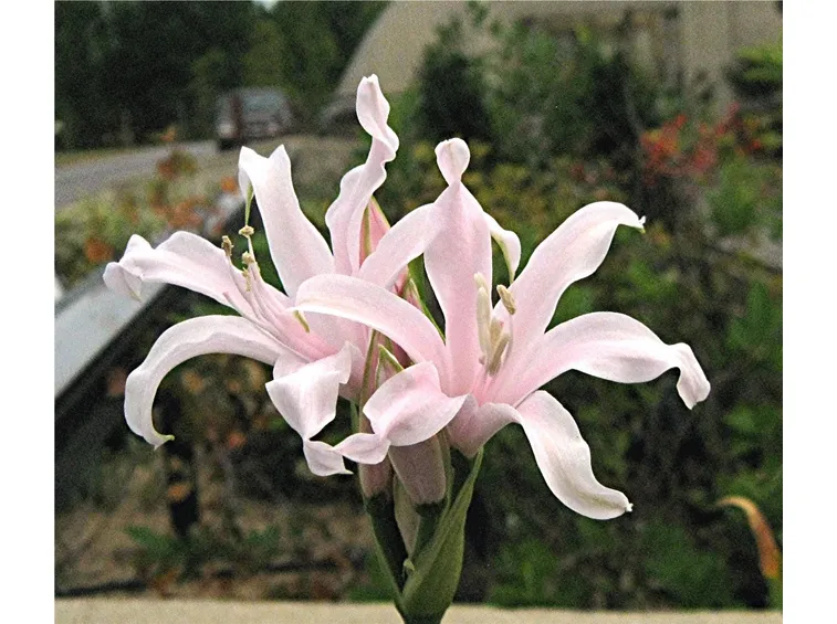 amaryllis 2
