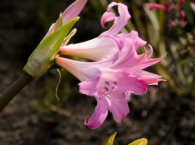 amarillys belladonna