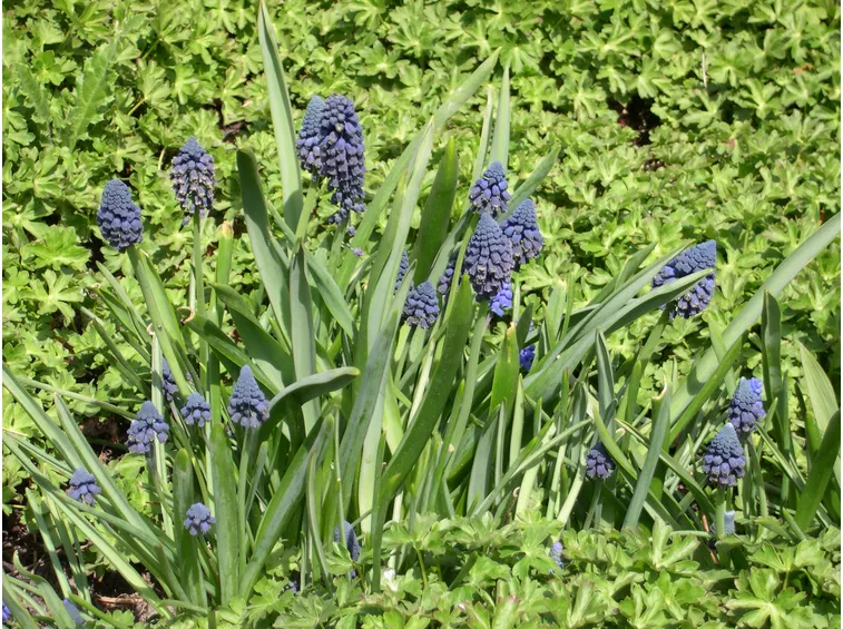 Bellevalia 