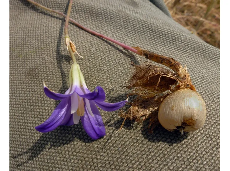Brodiaea 