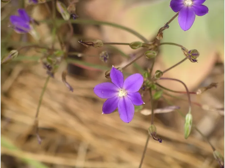 brodiaea