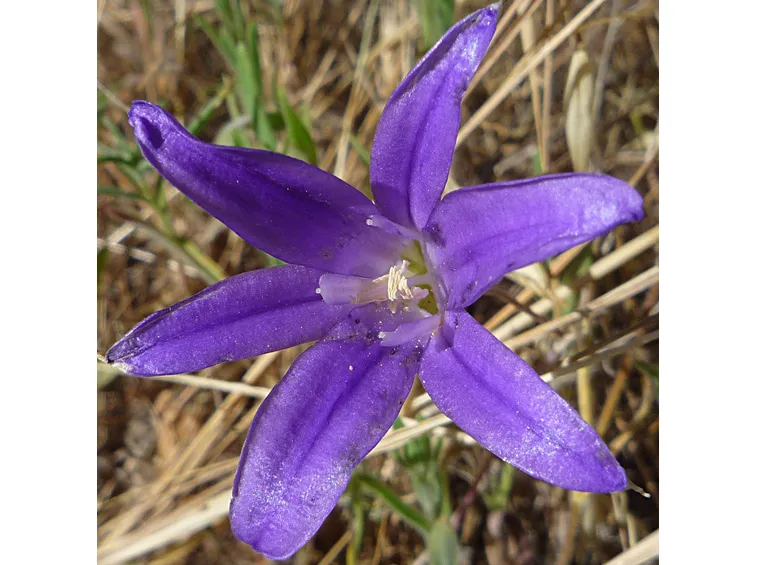 piantina viola