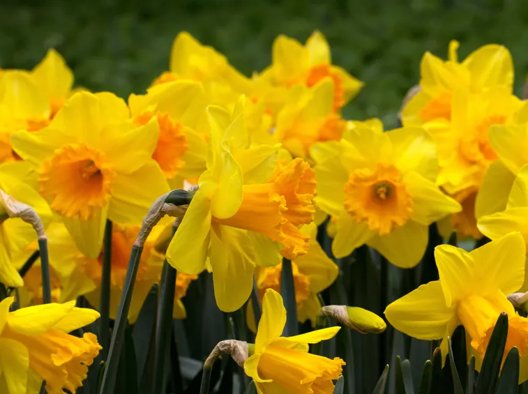 narcisi
