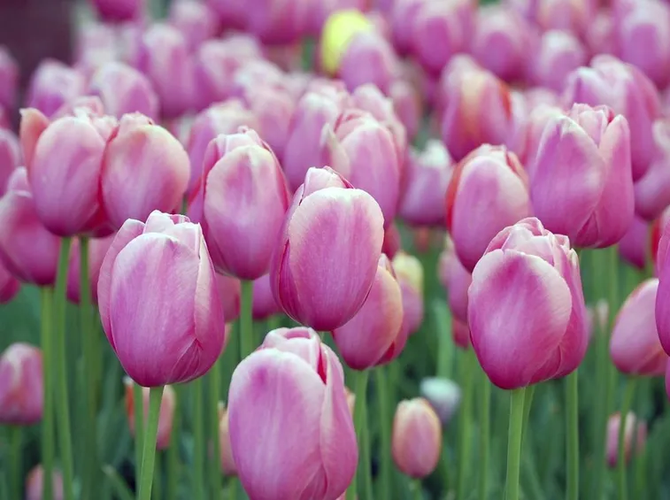 tulipani