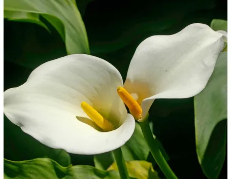 Calla  