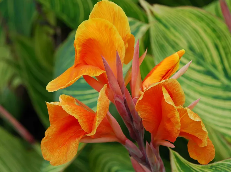 canna indica pianta