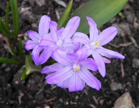 chionodoxa 