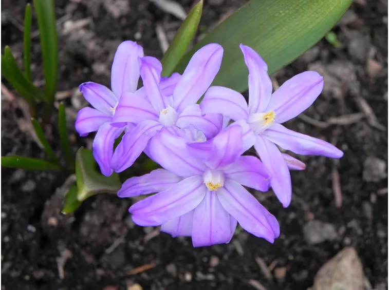 chionodoxa 