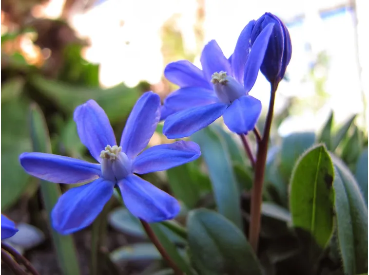 chionodoxa 