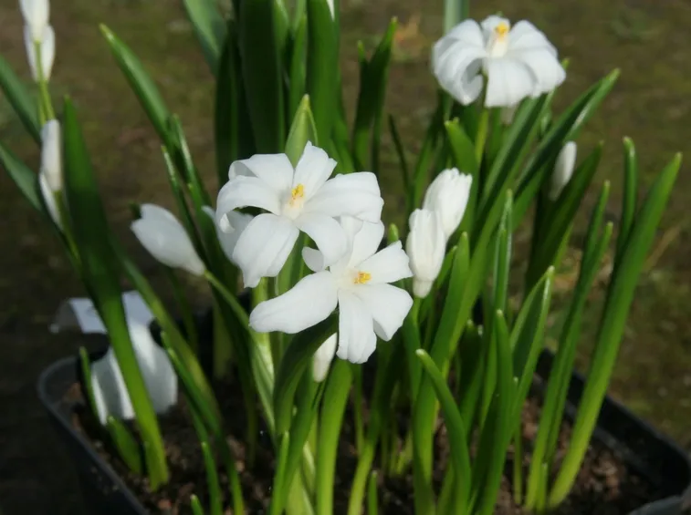 chionodoxa