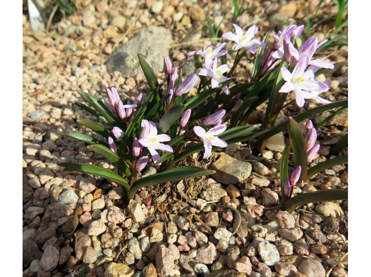 fiori