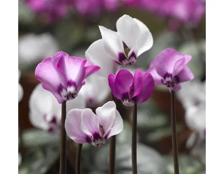 cyclamen purpurascens