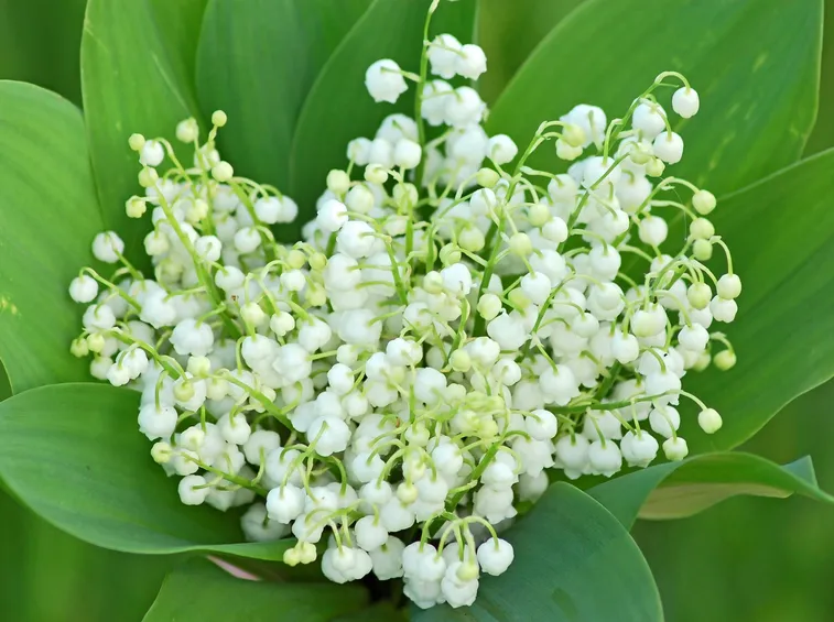 convallaria majalis