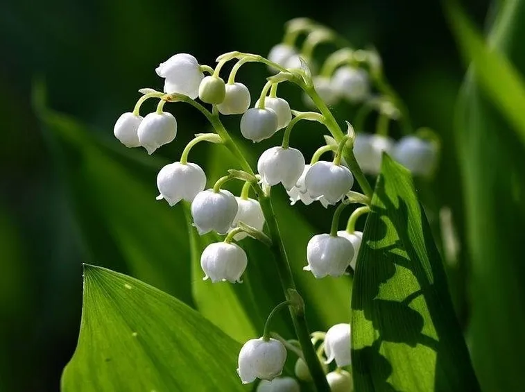 mughetto in fiore